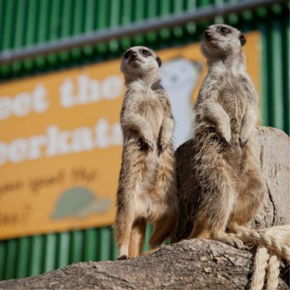 Twycross Zoo