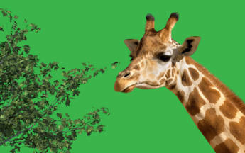 Zoos and Safari Parks Image