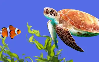Aquariums Image